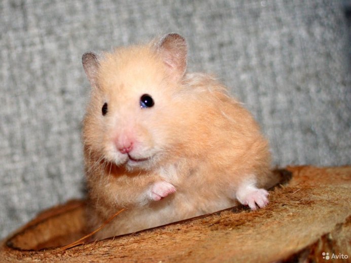 Персиковый сирийский хомяк