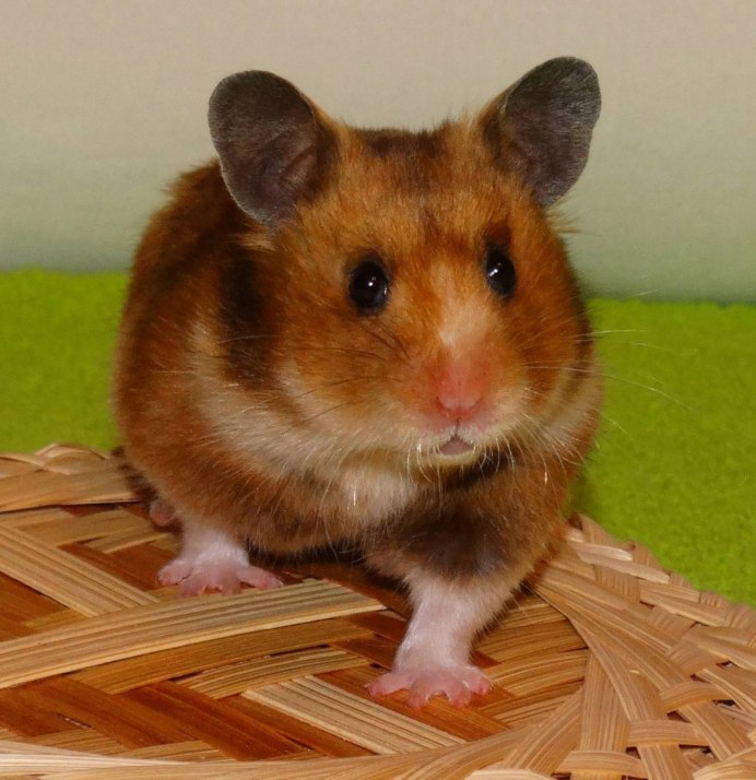 Сирийский хомяк Хома