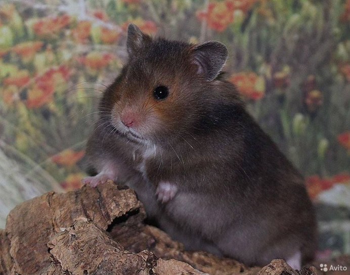 Лесной хомяк карбыш