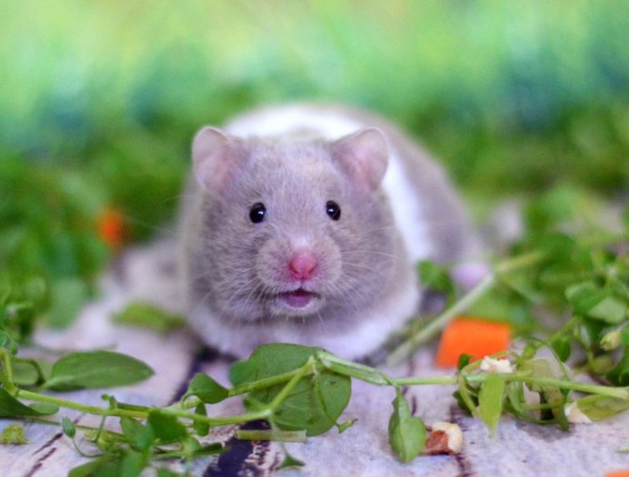 Сирийский хомяк Хома