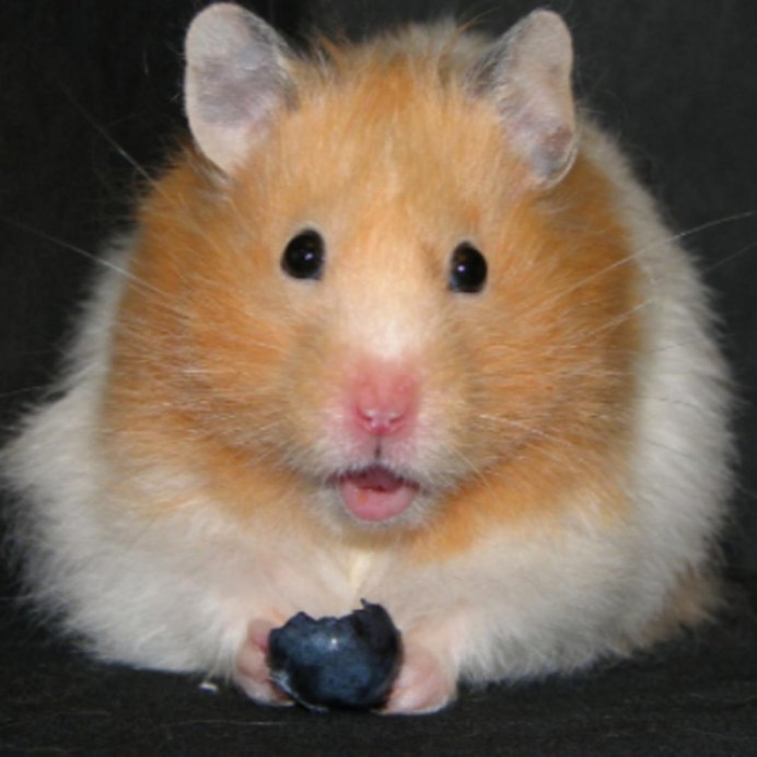 Обыкновенных хомяков (Cricetus Cricetus), длинной 30 см