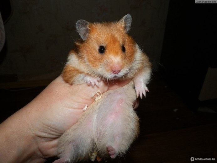 Даурский хомяк