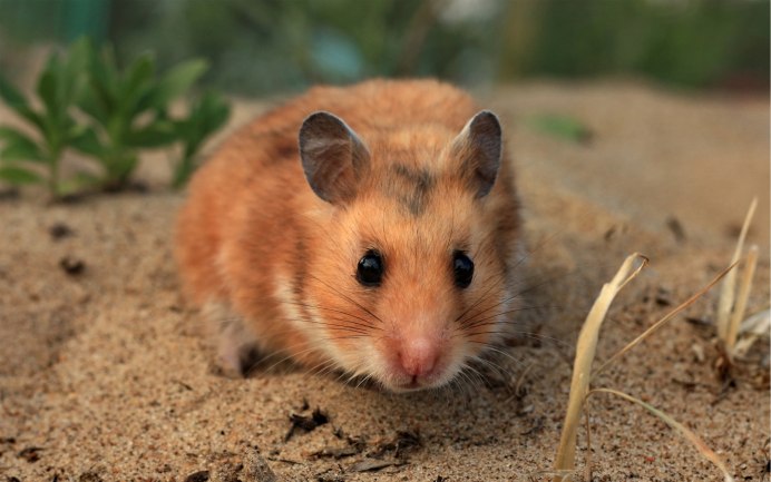 Сирийский хомяк короткошерстный