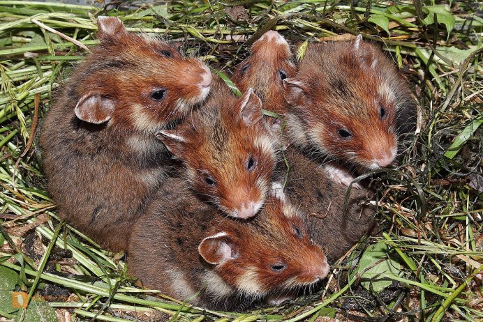 Шоколадный сирийский хомяк