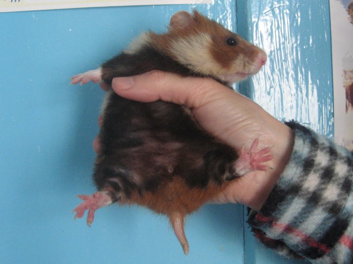 Сирийский золотистый хомячок