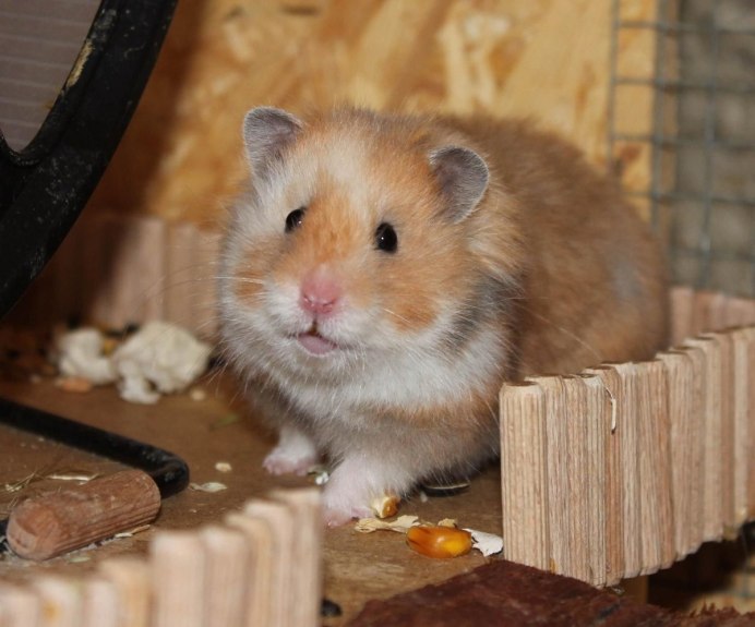 Сирийский хомяк золотистый