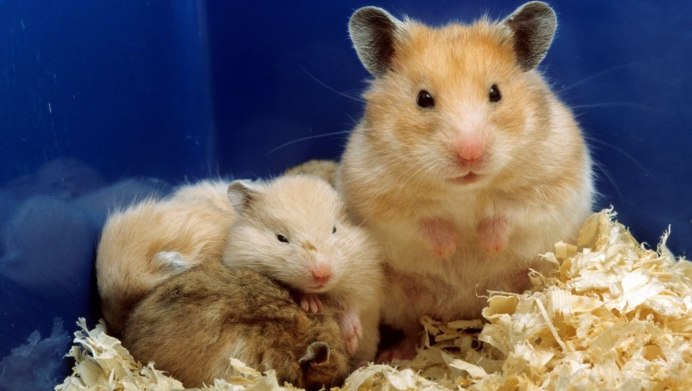 Сирийский хомяк золотистый