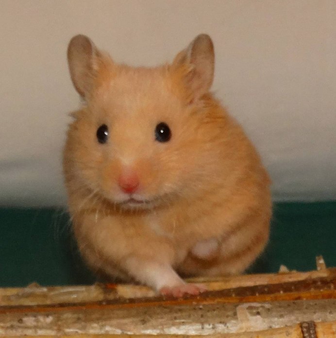 Дикий Лесной хомяк карбыш