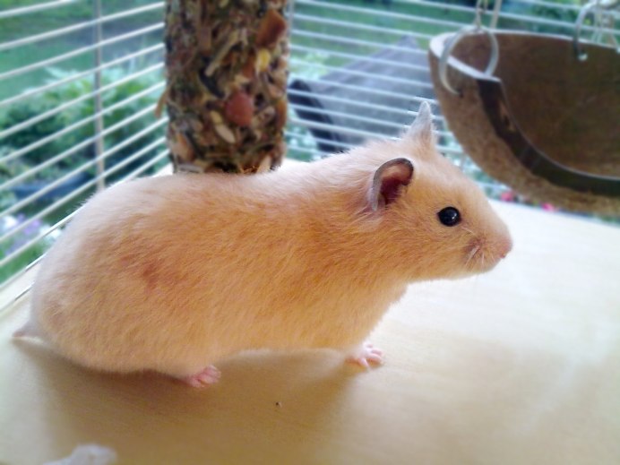 Сирийский хомяк длинношерстный