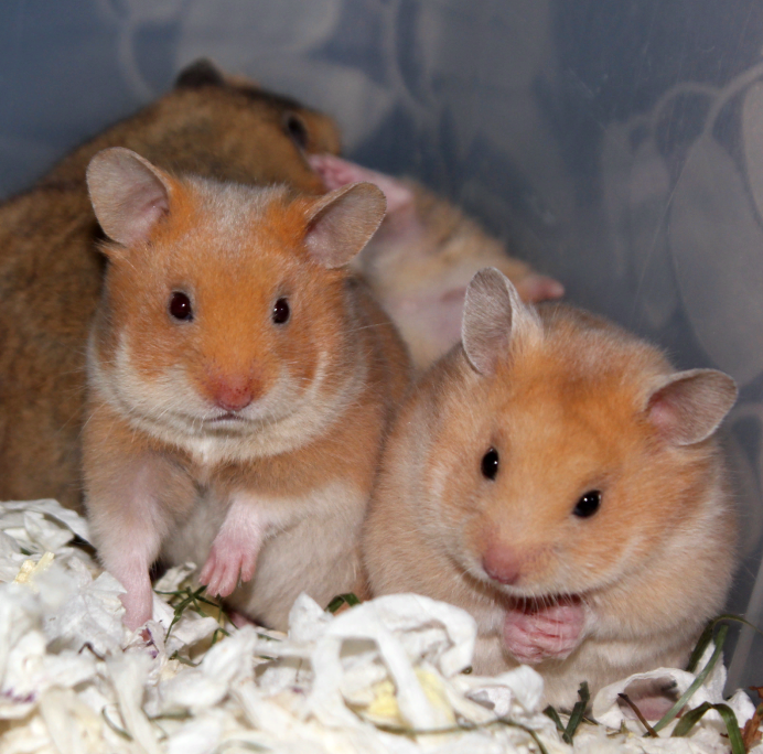 Хомяк сирийский