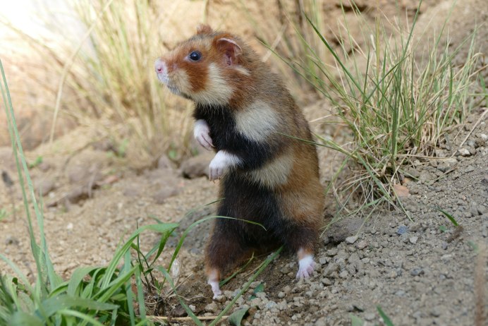 Крысята хомяк сирийский