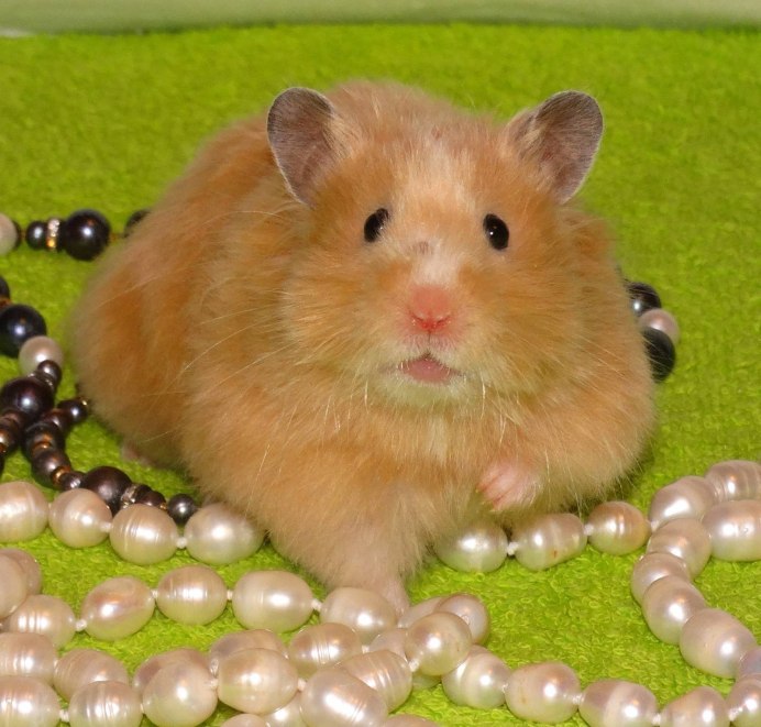 Сирийский хомяк золотистый