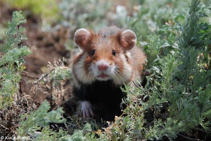 Лесной хомяк карбыш