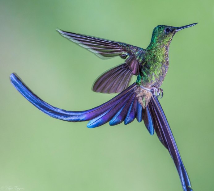 Жемчужная Колибри