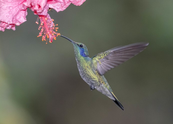 Колибри сельвы Южной Америке