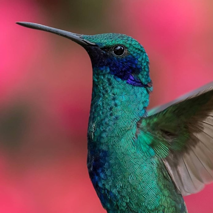 Калипта Анны птица