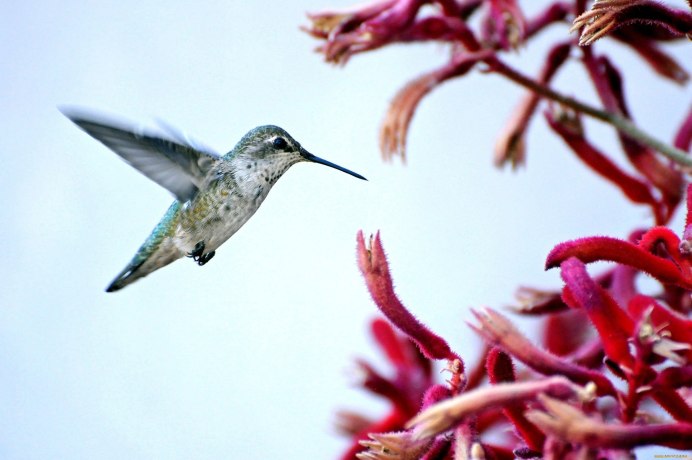 Колибри рост