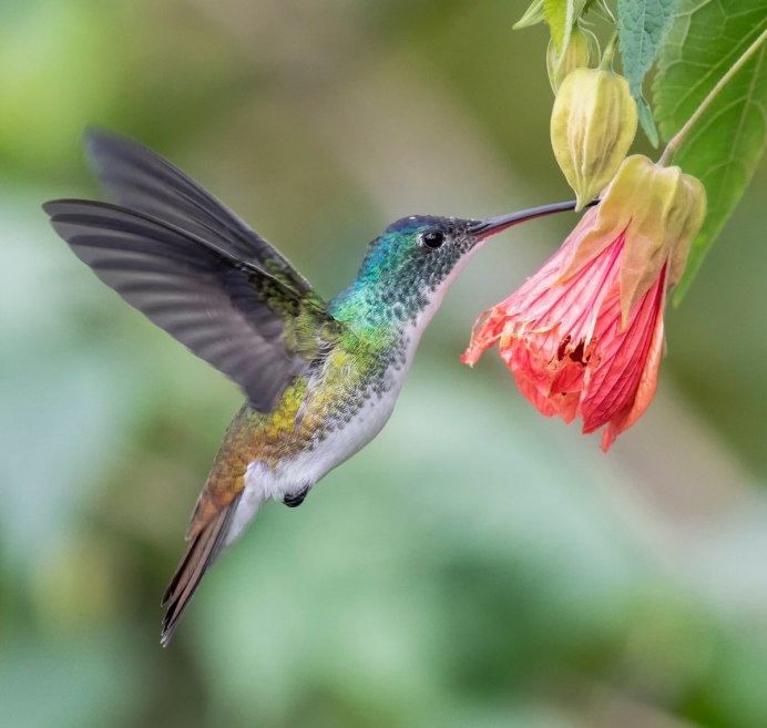 Язык Колибри