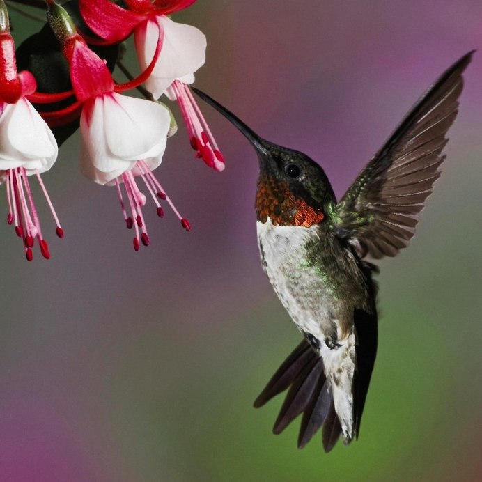 Каштановогрудый венценосный Колибри