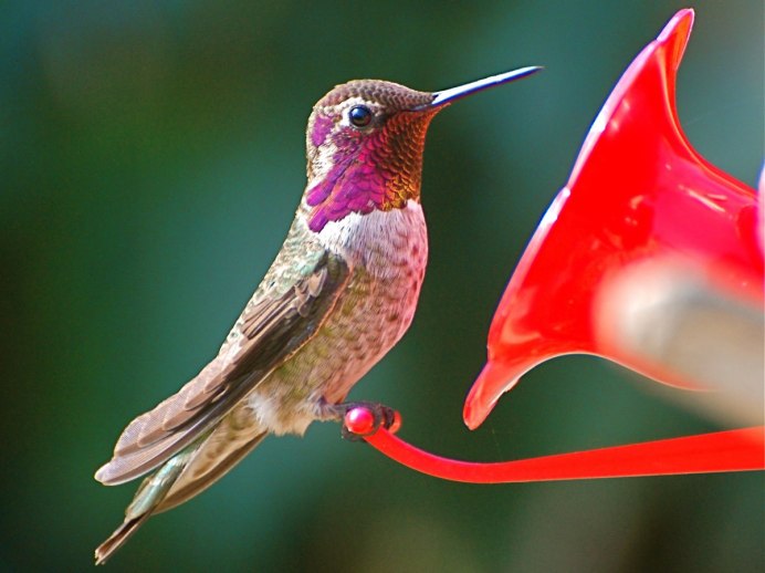 Исполинский Колибри