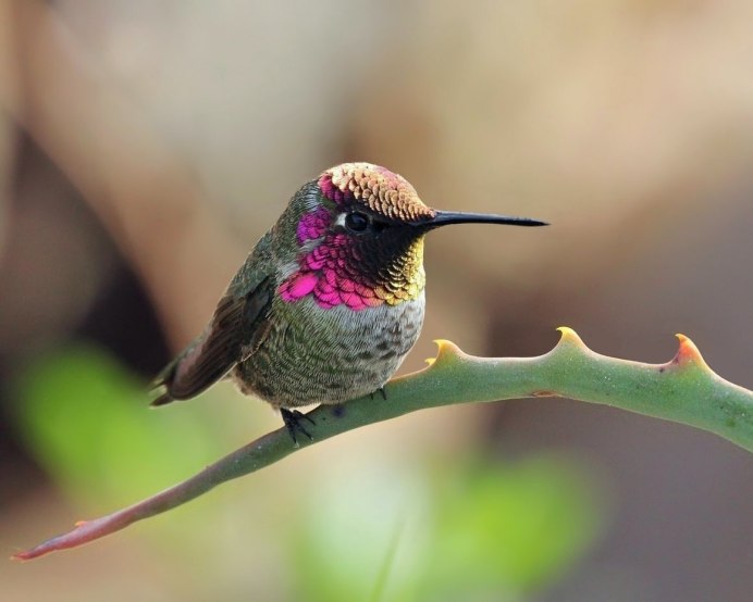 Размах крыльев Колибри