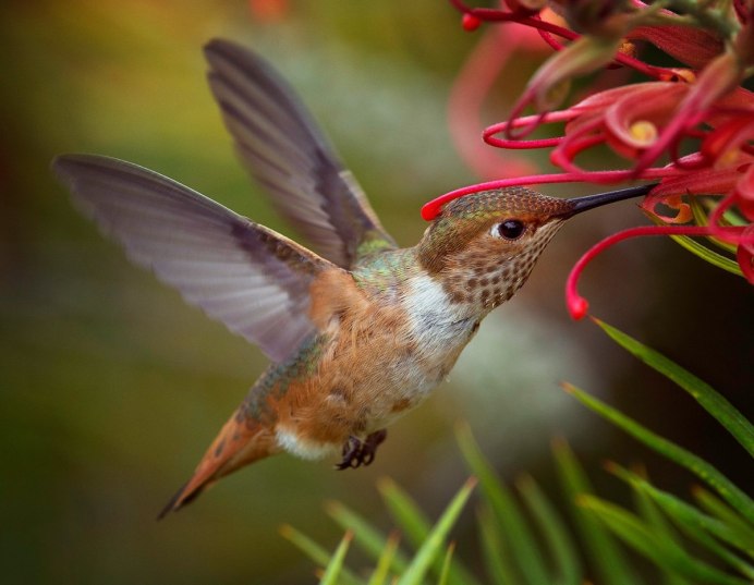 Птичка Колибри