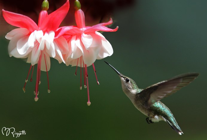 Сибирская Колибри