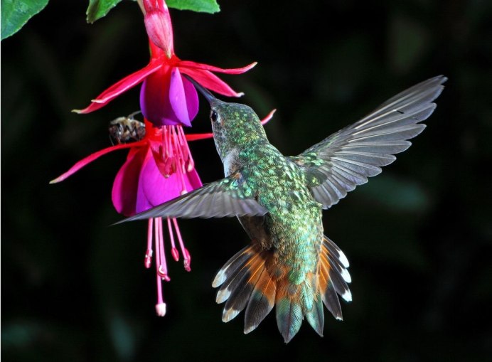 Шлемоносный Колибри