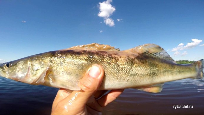 Японский сибас (Suzuki / Japanese Seabass)