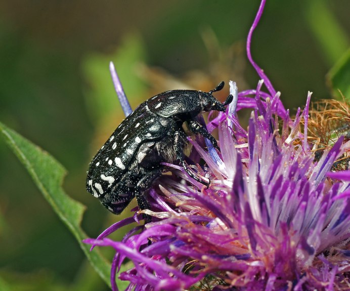 Оленка Рябая Oxythyrea funesta