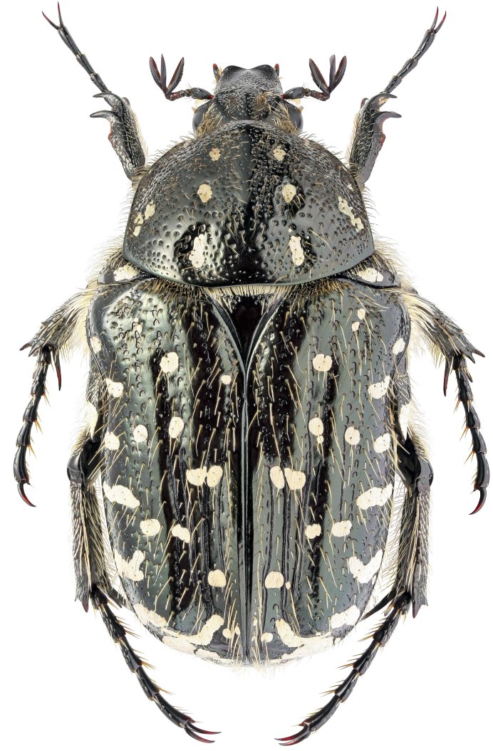 Жук Oxythyrea
