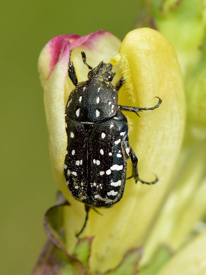 Оленка Рябая Oxythyrea funesta