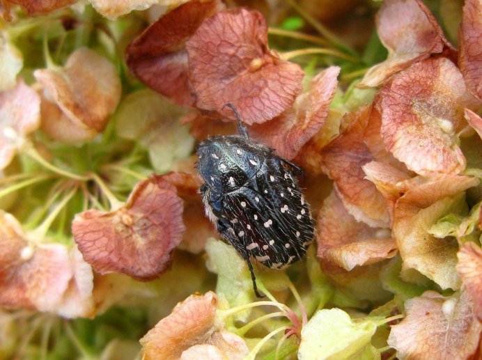 Бронзовка вонючая Oxythyrea funesta