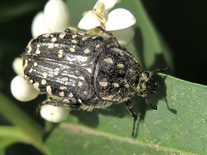 Оленка Рябая Oxythyrea funesta