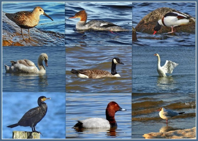 Серощёкая поганка Podiceps grisegena