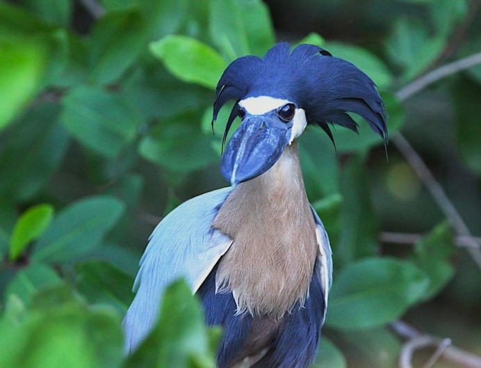 Cochlearius cochlearius