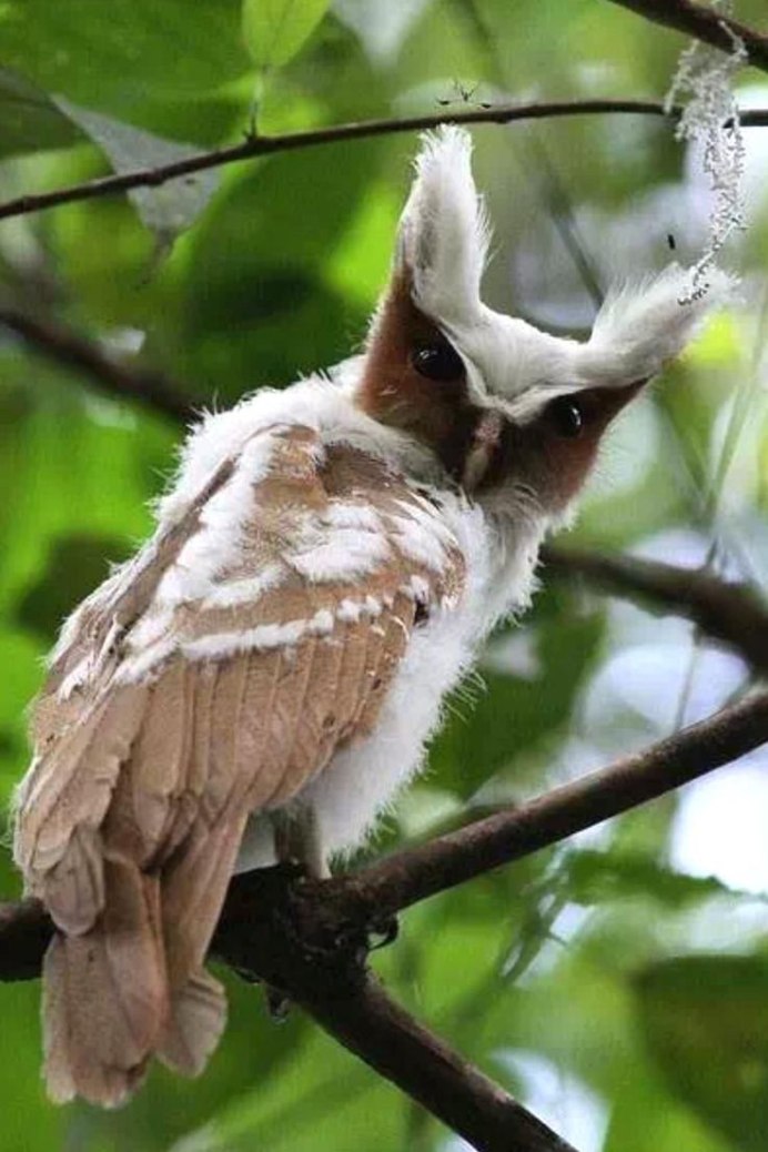Рогатая неясыть (Lophostrix cristata)