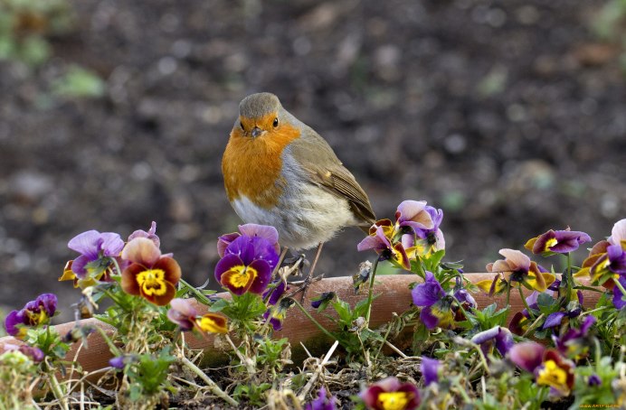 Соловей и Зарянка