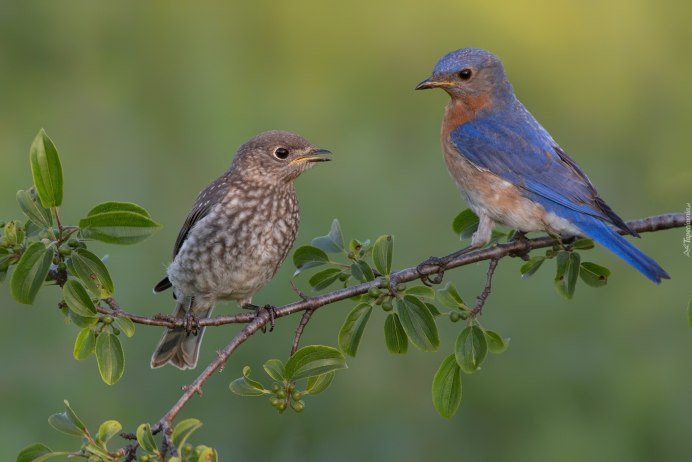 Поющие птенцы