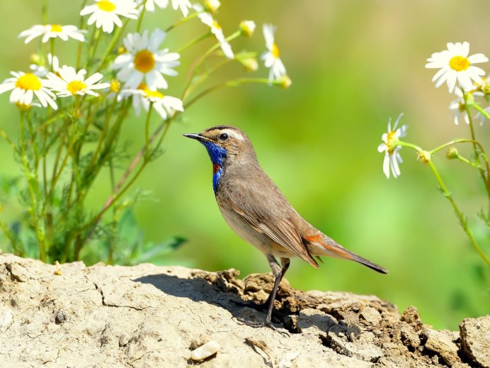 Соловей варакушка