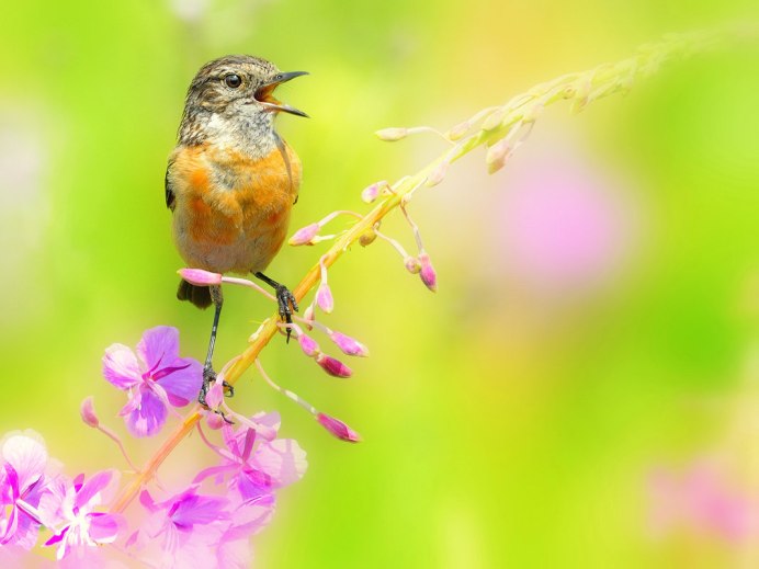 Разные птицы