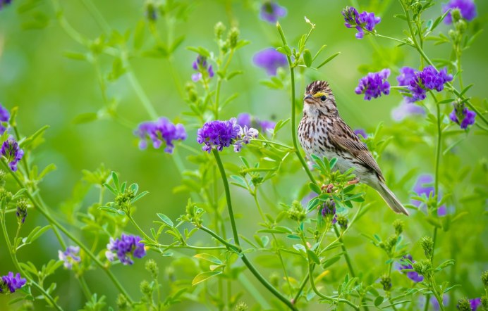 Луговые птицы