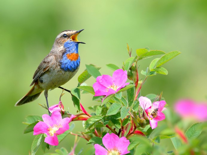 Птицы в летнем лесу