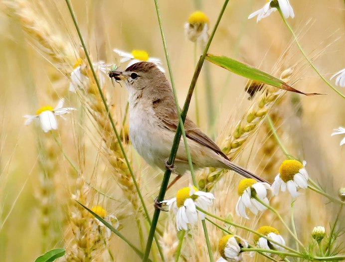 Птицы летом