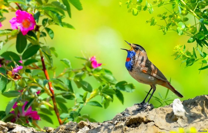Птицы в саду
