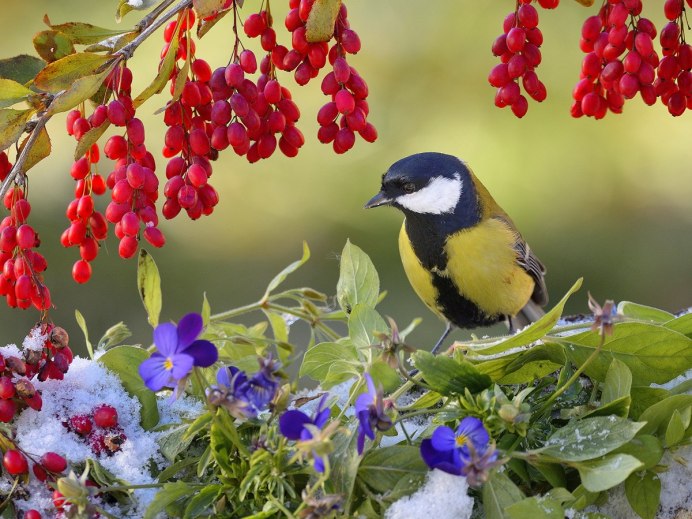 Природа птицы