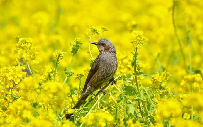 Птицы в цветах