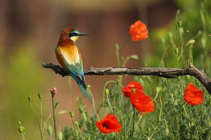 Лето природа птицы