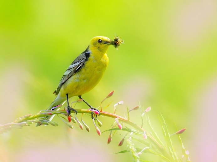 Утренние птицы