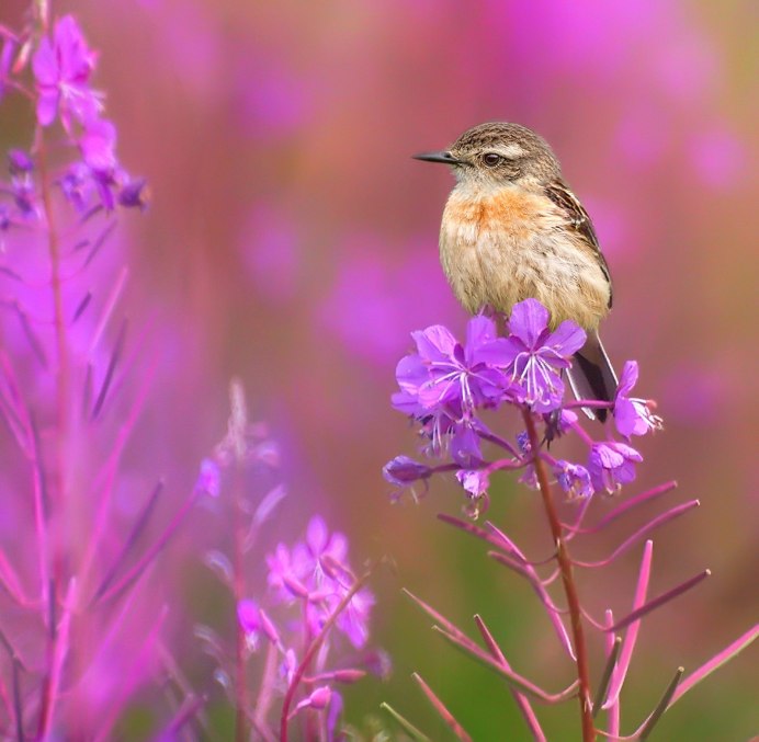 Пичуга птица фото